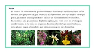 Flora
La selva es un ecosistema con gran diversidad de especies que se distribuyen en varios
estratos, con ejemplares de gran altura (30-50 m) formando una capa espesa, sus hojas
por lo general son anchas permitiendo obtener un buen rendimiento fotosintético.
Encontramos una gran variedad de plantas epífitas, que viven sobre los árboles para
acceder mejor a la luz como las orquídeas. En el estrato más bajo crecen las lianas,
estas plantas trepan a los árboles que utilizan como apoyo para buscar luz.
 