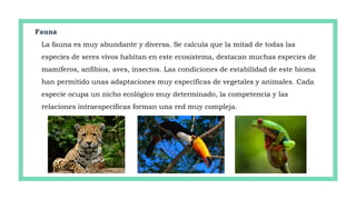 Fauna
La fauna es muy abundante y diversa. Se calcula que la mitad de todas las
especies de seres vivos habitan en este ecosistema, destacan muchas especies de
mamíferos, anfibios, aves, insectos. Las condiciones de estabilidad de este bioma
han permitido unas adaptaciones muy específicas de vegetales y animales. Cada
especie ocupa un nicho ecológico muy determinado, la competencia y las
relaciones intraespecíficas forman una red muy compleja.
 