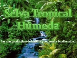 Selva Tropical Húmeda Las mas productivas de la tierra y con mayor biodiversidad 