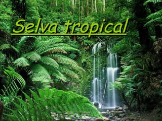 Selva tropicalSelva tropical
 