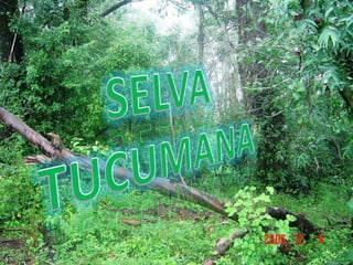 Selva tucumana
