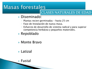 CLASES NATURALES DE EDAD 
 Diseminado: 
◦ Plantas recien germinadas – hasta 25 cm 
◦ Fase de Instalación de nueva masa. 
◦ Esfuerzo de desarrollo de sistema radical y para superar 
competencia herbácea y pequeños matorrales. 
 Repoblado 
 Monte Bravo 
 Latizal 
 Fustal 
 