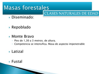 CLASES NATURALES DE EDAD 
 Diseminado: 
 Repoblado 
 Monte Bravo 
◦ Pies de 1,30 a 3 metros. de altura. 
◦ Competencia se intensifica. Masa de aspecto impenetrable 
 Latizal 
 Fustal 
 