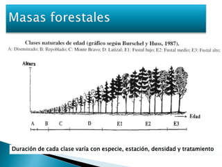 Duración de cada clase varía con especie, estación, densidad y tratamiento 
 