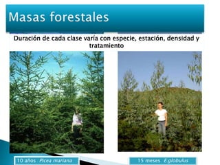 Duración de cada clase varía con especie, estación, densidad y 
tratamiento 
10 años Picea mariana 15 meses E.globulus 
 