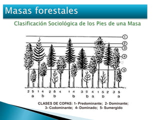 CLASES DE COPAS: 1- Predominante; 2- Dominante; 
3- Codominante; 4- Dominado; 5- Sumergido 
 
