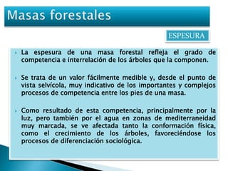 ESPESURA 
 La espesura de una masa forestal refleja el grado de 
competencia e interrelación de los árboles que la componen. 
 Se trata de un valor fácilmente medible y, desde el punto de 
vista selvícola, muy indicativo de los importantes y complejos 
procesos de competencia entre los pies de una masa. 
 Como resultado de esta competencia, principalmente por la 
luz, pero también por el agua en zonas de mediterraneidad 
muy marcada, se ve afectada tanto la conformación física, 
como el crecimiento de los árboles, favoreciéndose los 
procesos de diferenciación sociológica. 
 
