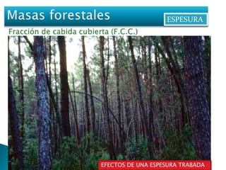 ESPESURA 
EFECTOS DE UNA ESPESURA TRABADA 
 