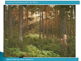 Monte Alto de Pinus sylvestris 
 