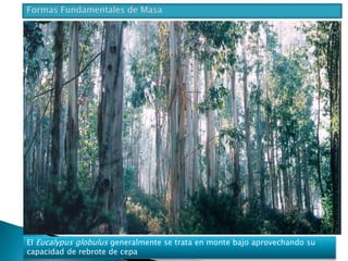 El Eucalypus globulus generalmente se trata en monte bajo aprovechando su 
capacidad de rebrote de cepa 
 