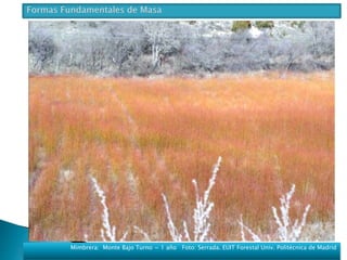 Mimbrera: Monte Bajo Turno = 1 año Foto: Serrada. EUIT Forestal Univ. Politécnica de Madrid 
 