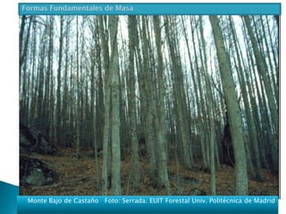 Monte Bajo de Castaño Foto: Serrada. EUIT Forestal Univ. Politécnica de Madrid 
 