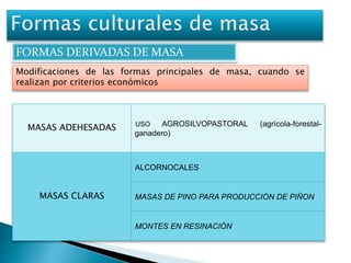 FORMAS DERIVADAS DE MASA 
Modificaciones de las formas principales de masa, cuando se 
realizan por criterios económicos 
MASAS ADEHESADAS USO AGROSILVOPASTORAL (agrícola-forestal-ganadero) 
MASAS CLARAS 
ALCORNOCALES 
MASAS DE PINO PARA PRODUCCIÓN DE PIÑON 
MONTES EN RESINACIÓN 
 