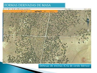 FORMAS DERIVADAS DE MASA 
Dehesas de encinas (Cría de cerdo ibérico) 
 