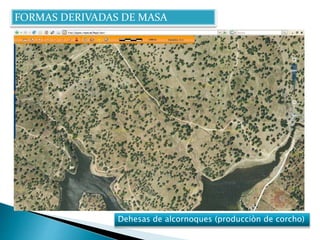 FORMAS DERIVADAS DE MASA 
Dehesas de alcornoques (producciòn de corcho) 
 