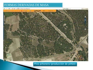 FORMAS DERIVADAS DE MASA 
Pino piñonero (producción de piñón) 
