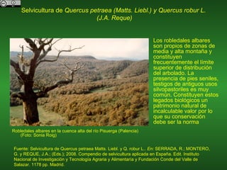 Selvicultura de  Quercus petraea (Matts. Liebl.) y Quercus robur L.  (J.A. Reque) ,[object Object],[object Object]