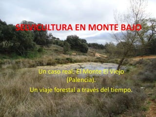 SELVICULTURA EN MONTE BAJO  Un caso real: El Monte El Viejo (Palencia). Un viaje forestal a través del tiempo. 
