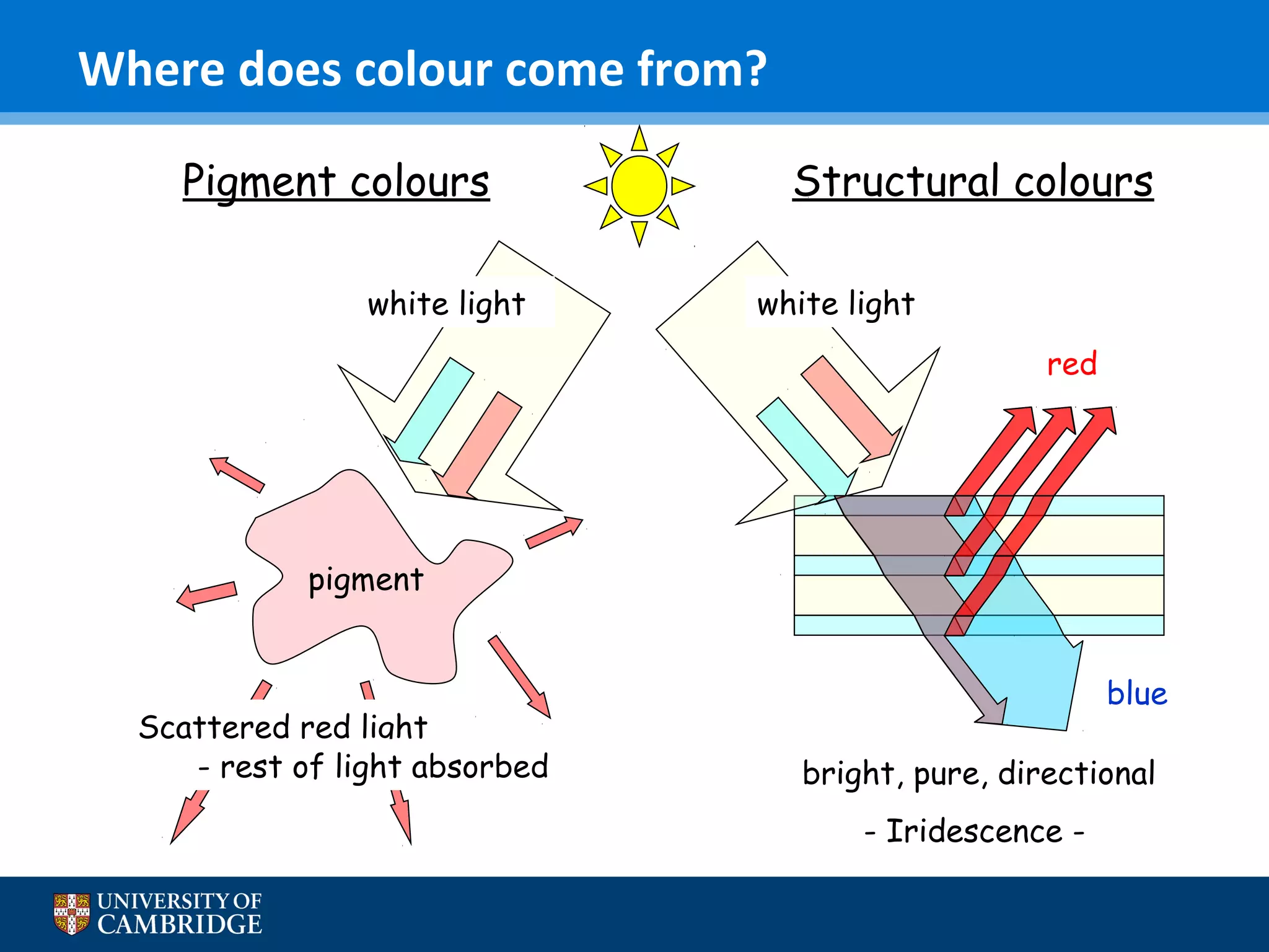Where does colour come from?
Pigment colours
white light

Structural colours
white light
red

pigment

Scattered red light
- rest of light absorbed

blue
bright, pure, directional
- Iridescence -

 