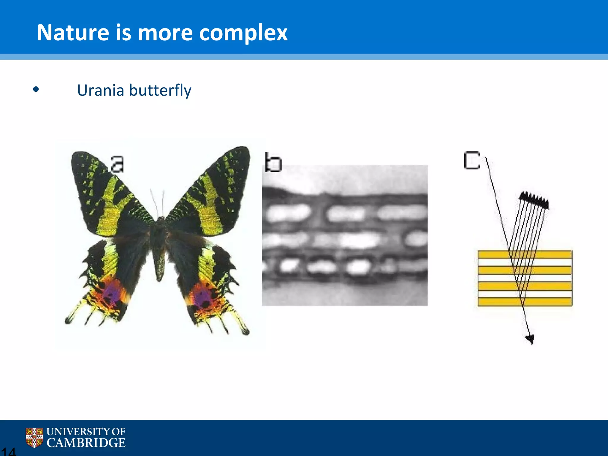 Nature is more complex
•

Urania butterfly

 