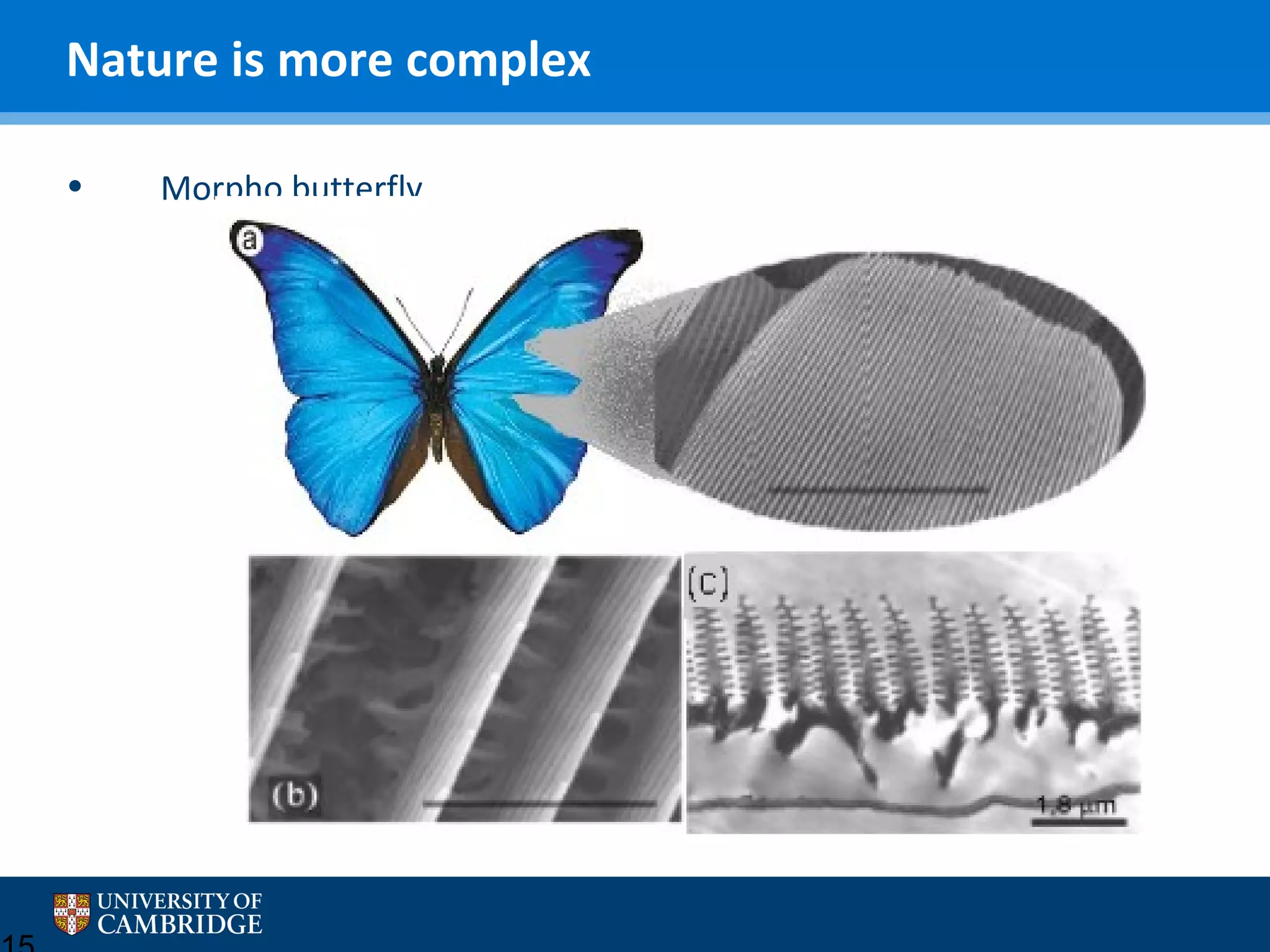 Nature is more complex
•

Morpho butterfly

 
