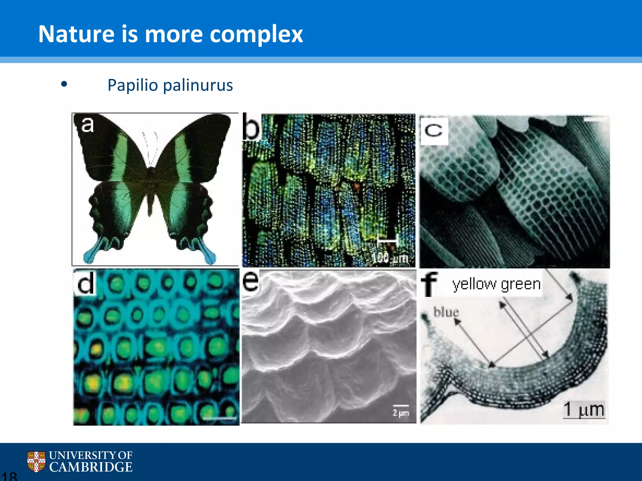Nature is more complex
•

Papilio palinurus

 