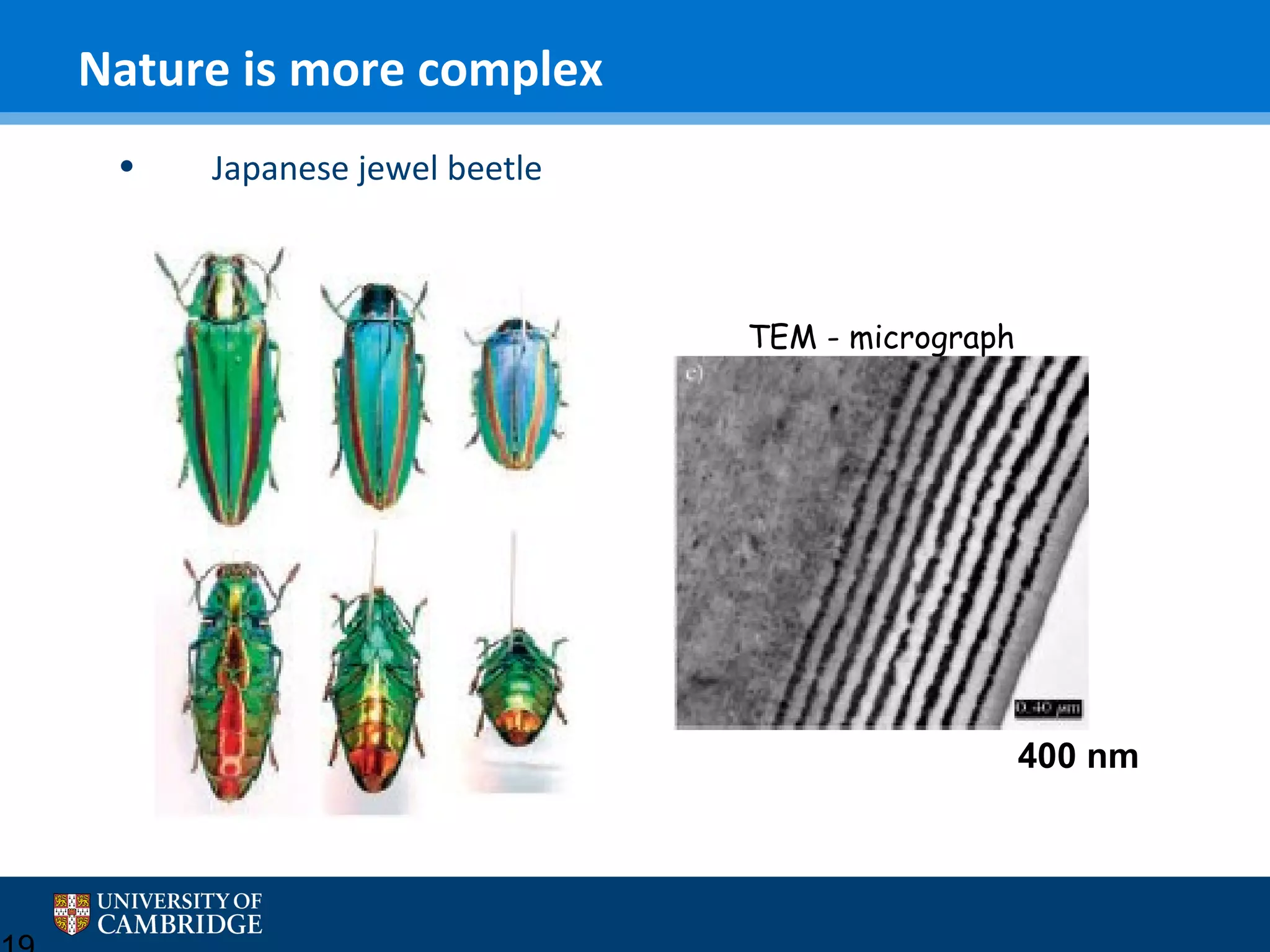 Nature is more complex
•

Japanese jewel beetle

TEM - micrograph

400 nm

 