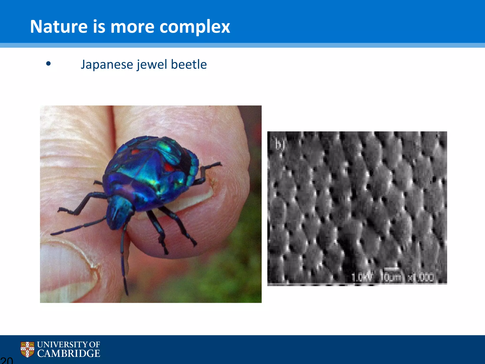 Nature is more complex
•

Japanese jewel beetle

 