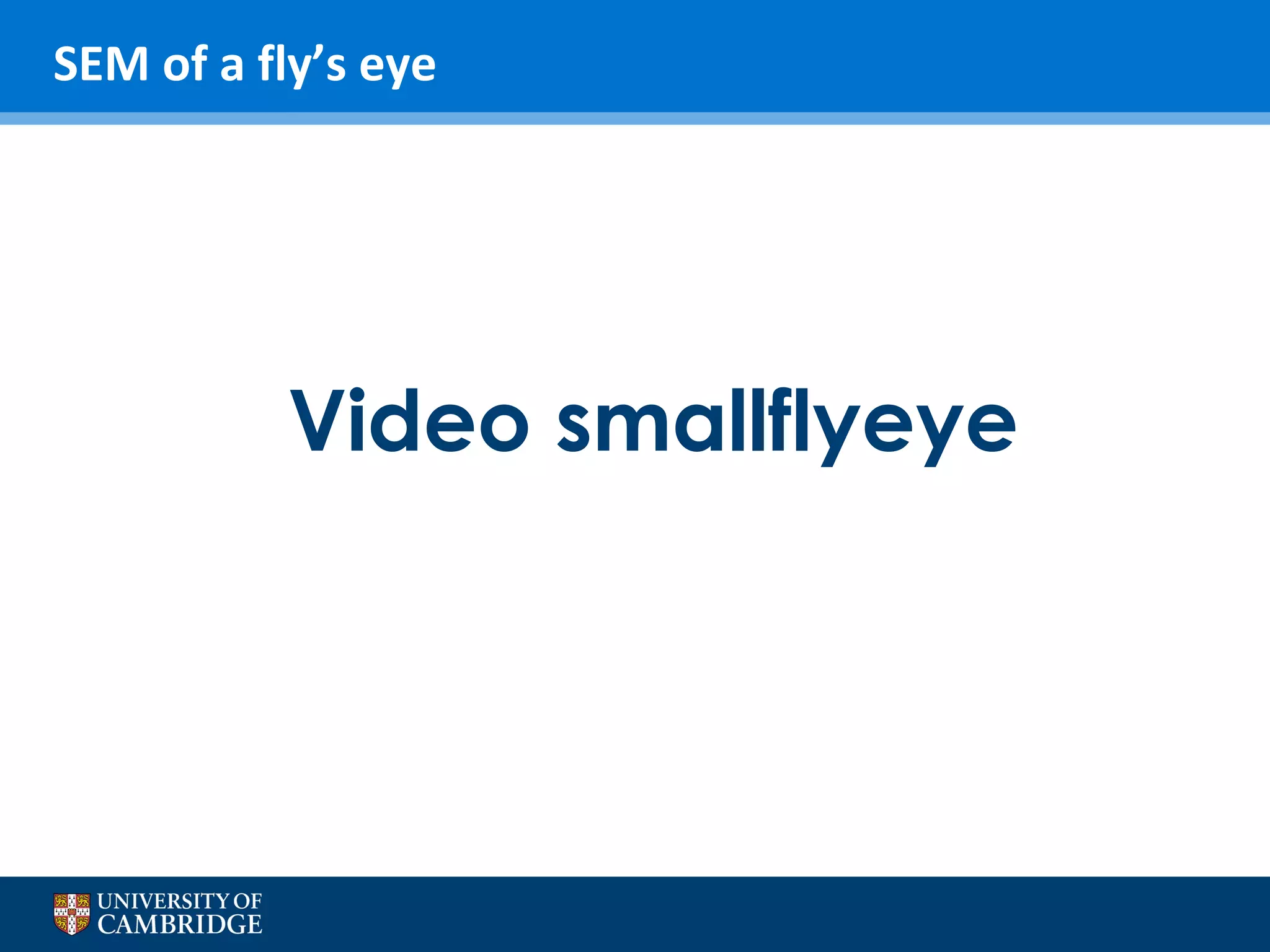 SEM of a fly’s eye

Video smallflyeye

 