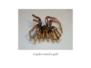 A spider coated in gold
 