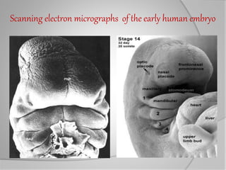 Scanning electron micrographs of the early human embryo
 