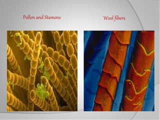 Pollen and Stamens Wool fibers
 