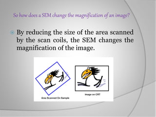 So how does a SEM change the magnification of an image?
 By reducing the size of the area scanned
by the scan coils, the SEM changes the
magnification of the image.
 