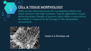 CELL & TISSUE MORPHOLOGY
SEMs are the ideal instruments for investigating cellular and
tissue structure with high resolution. Typical applications involve
observing shape changes of grooves, pores, blebs or microvilli on
the cellular in response to the changes in the extracellular
environment.
Detail of a fibroblast cell
16
 