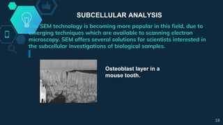 SUBCELLULAR ANALYSIS
The SEM technology is becoming more popular in this field, due to
emerging techniques which are available to scanning electron
microscopy. SEM offers several solutions for scientists interested in
the subcellular investigations of biological samples.
Osteoblast layer in a
mouse tooth.
18
 