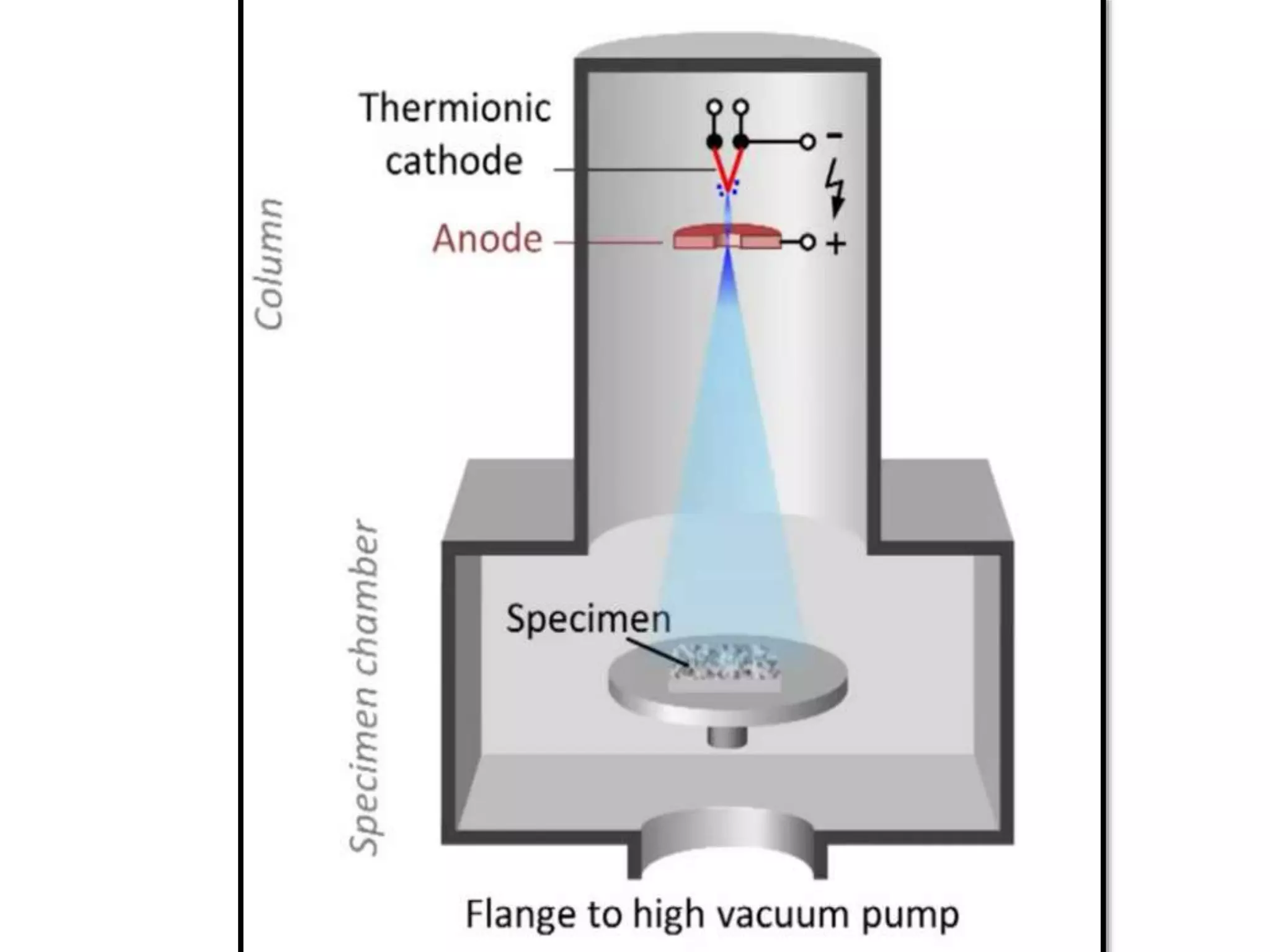 Electron microscopy (SEM) 
