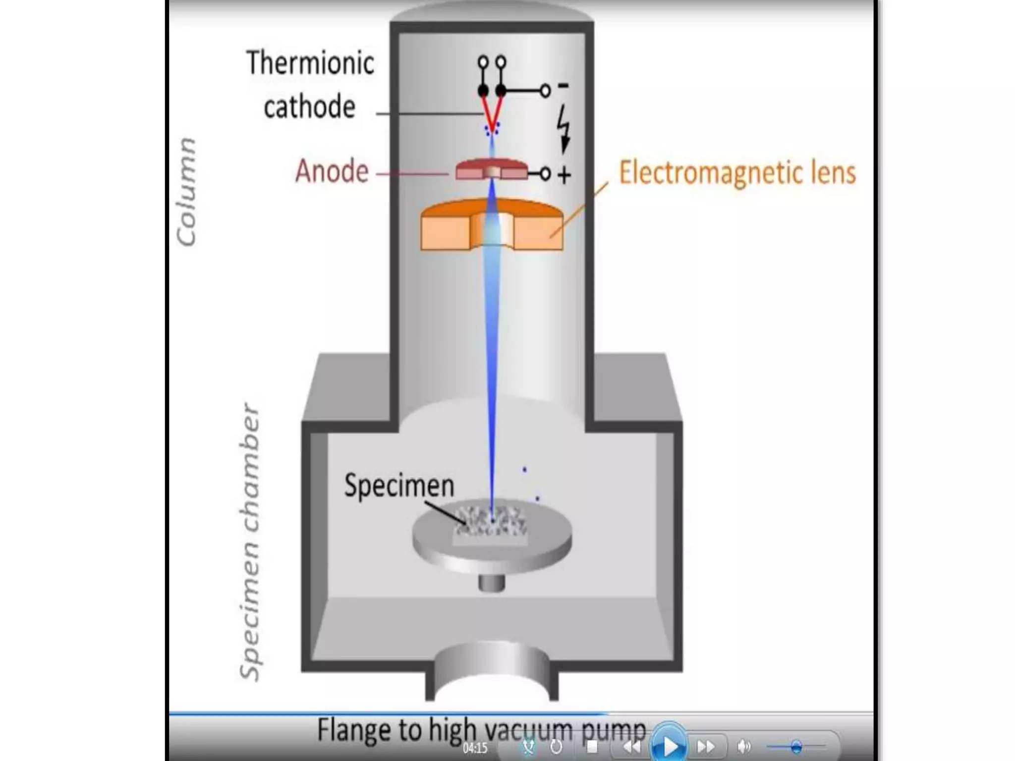 Electron microscopy (SEM) 