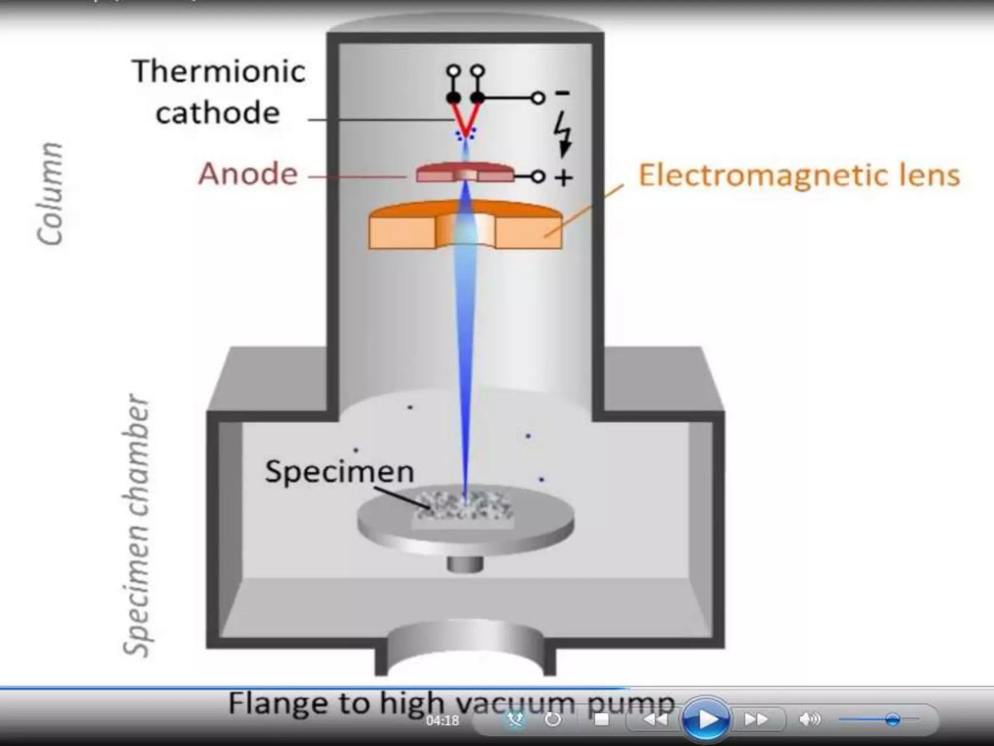 Electron microscopy (SEM) 