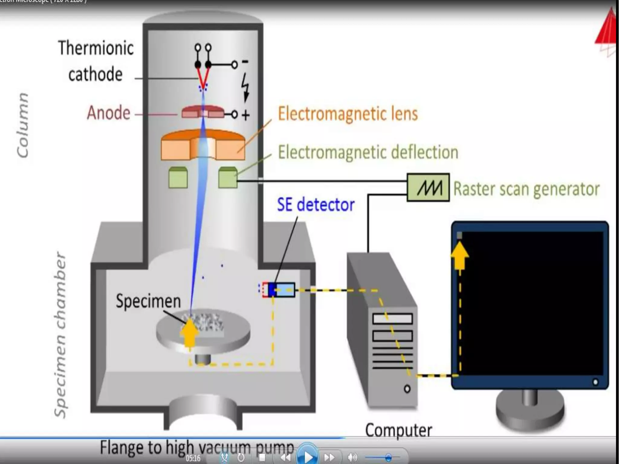 Electron microscopy (SEM) 