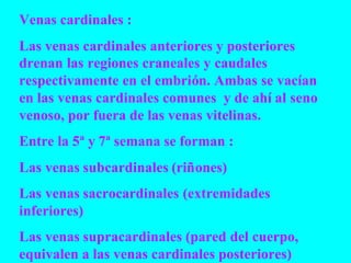 Venas cardinales :
Las venas cardinales anteriores y posteriores
drenan las regiones craneales y caudales
respectivamente en el embrión. Ambas se vacían
en las venas cardinales comunes y de ahí al seno
venoso, por fuera de las venas vitelinas.
Entre la 5ª y 7ª semana se forman :
Las venas subcardinales (riñones)
Las venas sacrocardinales (extremidades
inferiores)
Las venas supracardinales (pared del cuerpo,
equivalen a las venas cardinales posteriores)
 