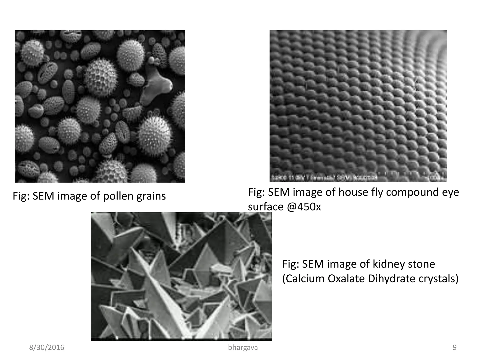 8/30/2016 bhargava 9
Fig: SEM image of pollen grains Fig: SEM image of house fly compound eye
surface @450x
Fig: SEM image of kidney stone
(Calcium Oxalate Dihydrate crystals)
 