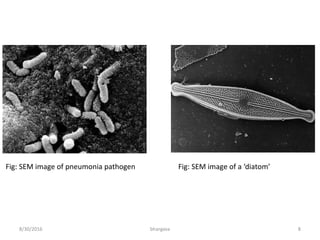 8/30/2016 bhargava 8
Fig: SEM image of pneumonia pathogen Fig: SEM image of a ‘diatom’
 
