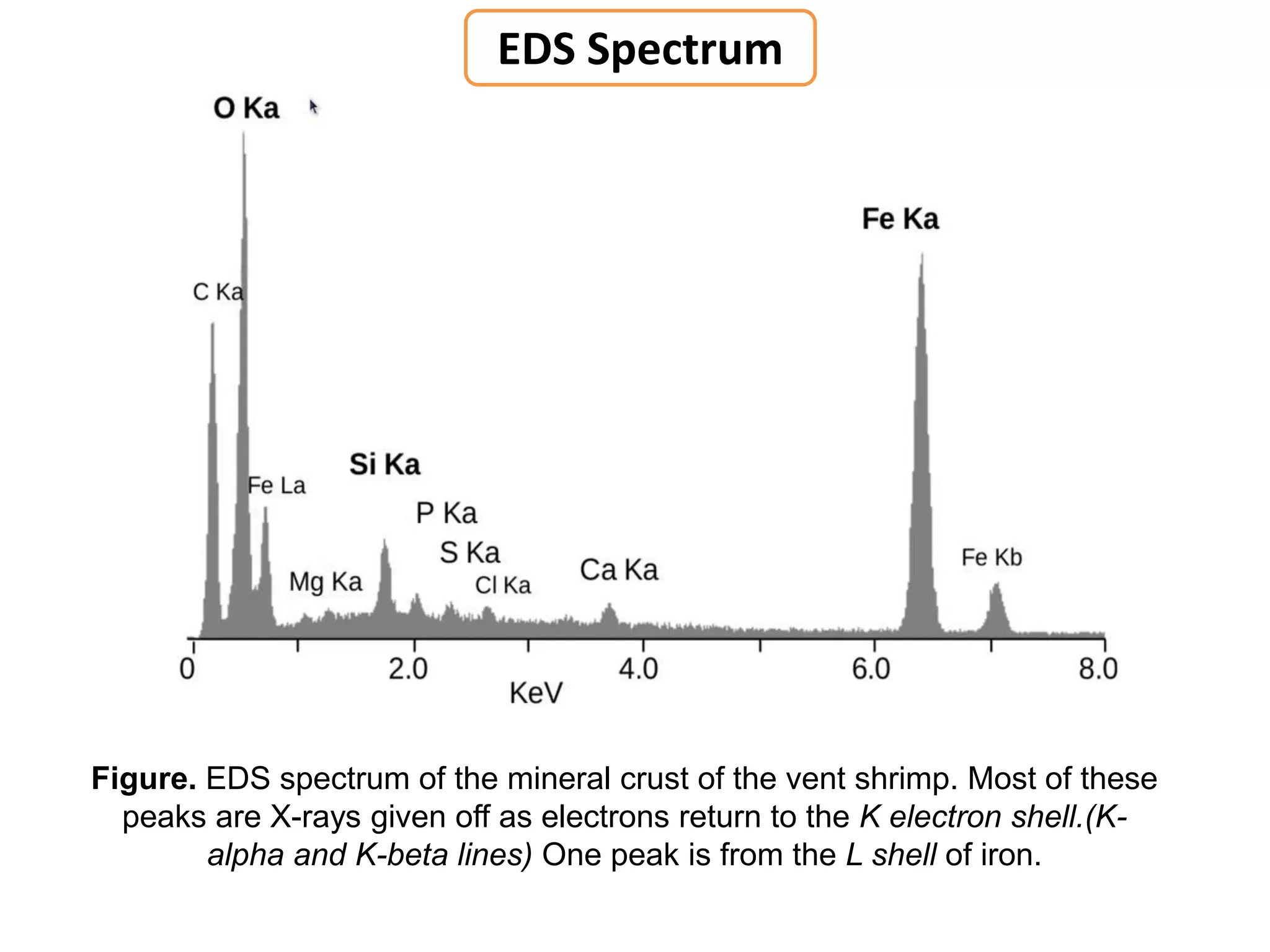 Figure. EDS spectrum of the mineral crust of the vent shrimp. Most of these
peaks are X-rays given off as electrons return to the K electron shell.(K-
alpha and K-beta lines) One peak is from the L shell of iron.
EDS Spectrum
 