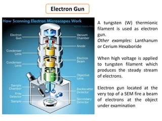 A tungsten (W) thermionic
filament is used as electron
gun.
Other examples: Lanthanum
or Cerium Hexaboride
When high voltage is applied
to tungsten filament which
produces the steady stream
of electrons.
Electron gun located at the
very top of a SEM fire a beam
of electrons at the object
under examination
Electron Gun
 