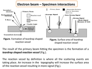 Electron beam – Specimen interactions
The result of the primary beam hitting the specimen is the formation of a
teardrop shaped reaction vessel (Fig.).
The reaction vessel by definition is where all the scattering events are
taking place. An increase in the topography will increase the surface area
of the reaction vessel resulting in more signal (Fig.).
Figure. Formation of teardrop shaped
reaction vessel
Figure. Surface area of teardrop
shaped reaction vessel
 