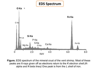 Figure. EDS spectrum of the mineral crust of the vent shrimp. Most of these
peaks are X-rays given off as electrons return to the K electron shell.(K-
alpha and K-beta lines) One peak is from the L shell of iron.
EDS Spectrum
 