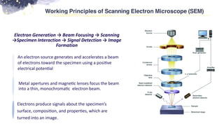 An electron source generates and accelerates a beam
of electrons toward the specimen using a posi
ti
ve
electrical poten
ti
al
Working Principles of Scanning Electron Microscope (SEM)
Metal apertures and magne
ti
c lenses focus the beam
into a thin, monochroma
ti
c electron beam.
Electrons produce signals about the specimen’s
surface, composi
ti
on, and proper
ti
es, which are
turned into an image.
Electron Generation → Beam Focusing → Scanning
→Specimen Interaction → Signal Detection → Image
Formation
 