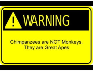 Chimpanzees are NOT Monkeys.
They are Great Apes
 