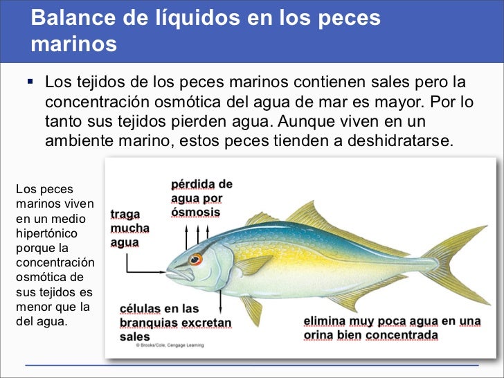 Resultado de imagen para OSMOSIS EN LOS PECES