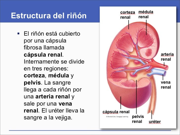 Presentación del capítulo 41